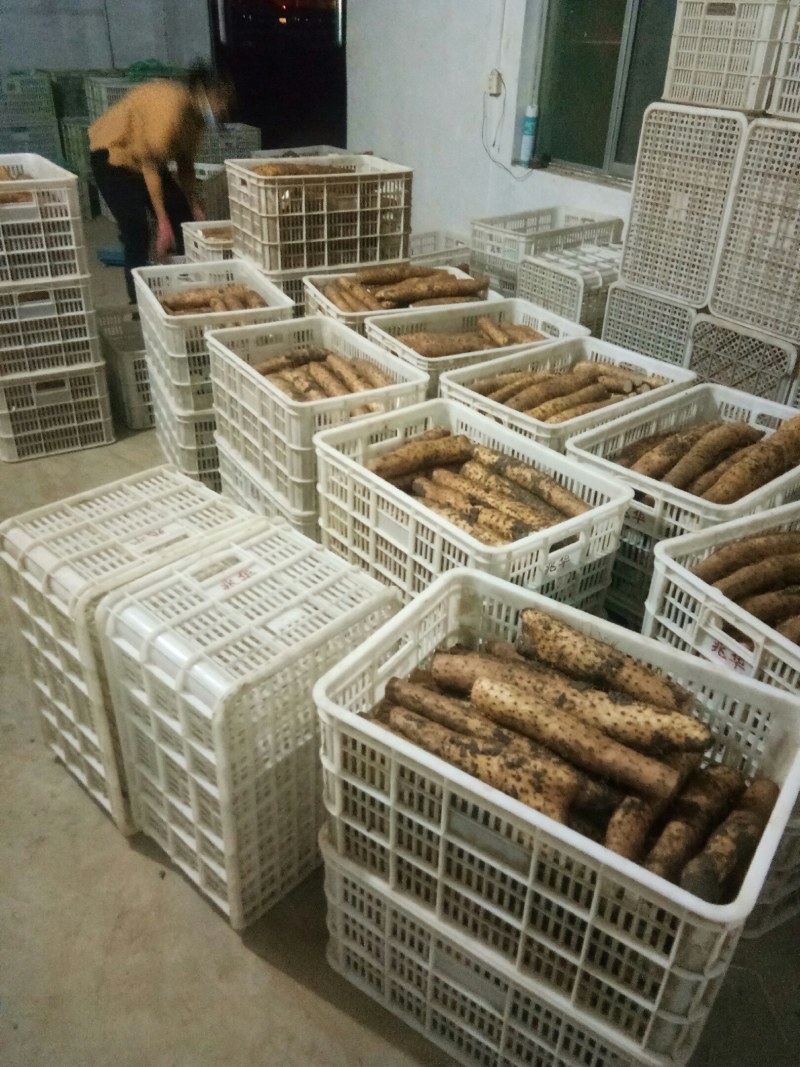 大量供应山药常年供货