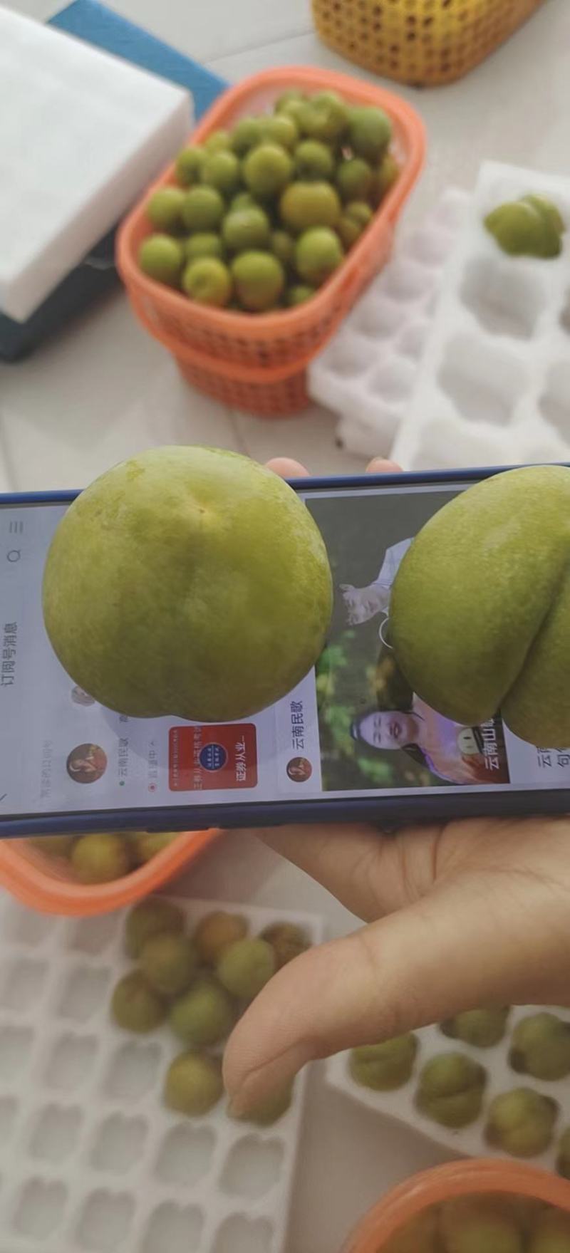 贵州蜂糖李个个是大果
