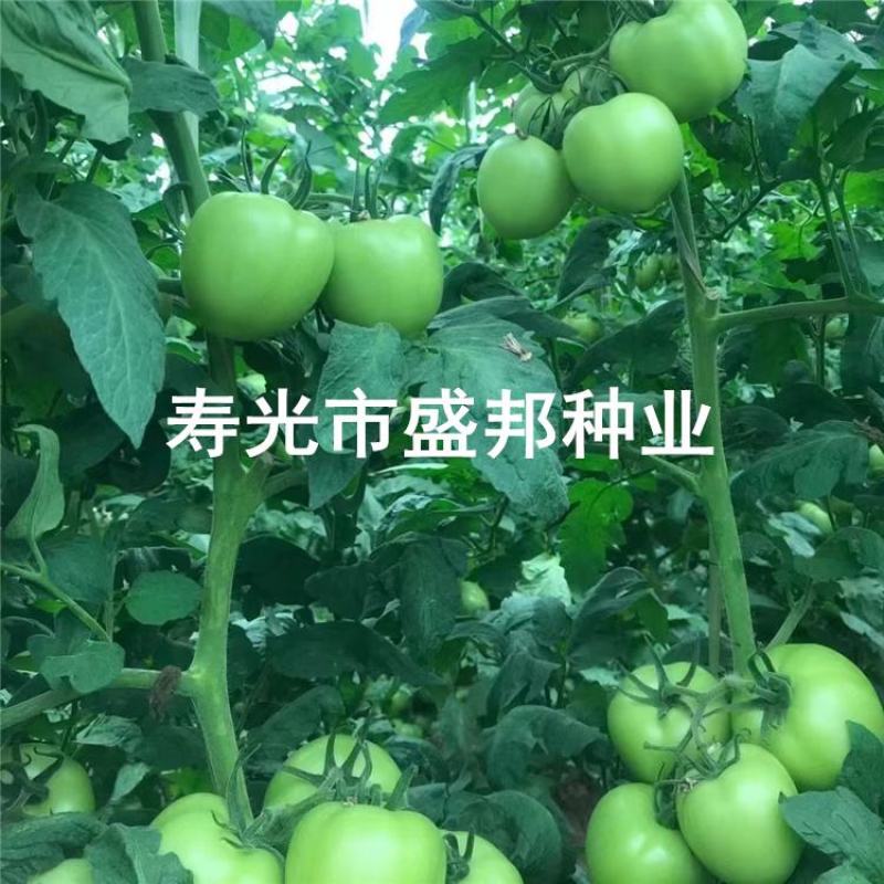 越夏西红柿种苗大粉西红柿苗番茄苗