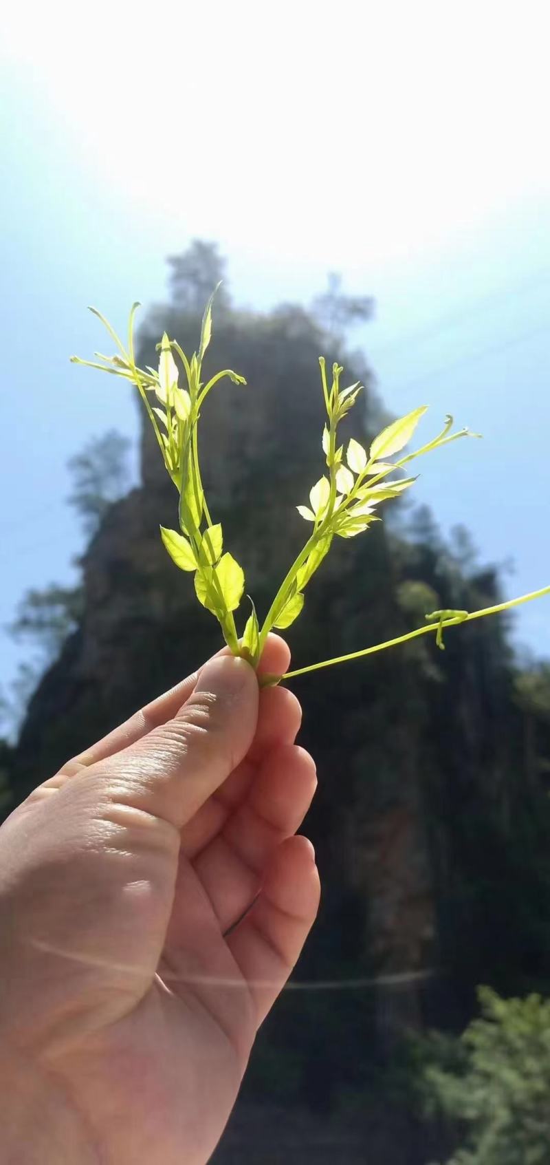 张家界牙尖莓茶，碎茶，野生莓茶