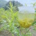 张家界牙尖莓茶，碎茶，野生莓茶