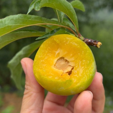贵州蜂糖李个个是大果
