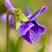 紫花地丁花种子多年生矮生易活花种子阳台庭院绿化工程花种子