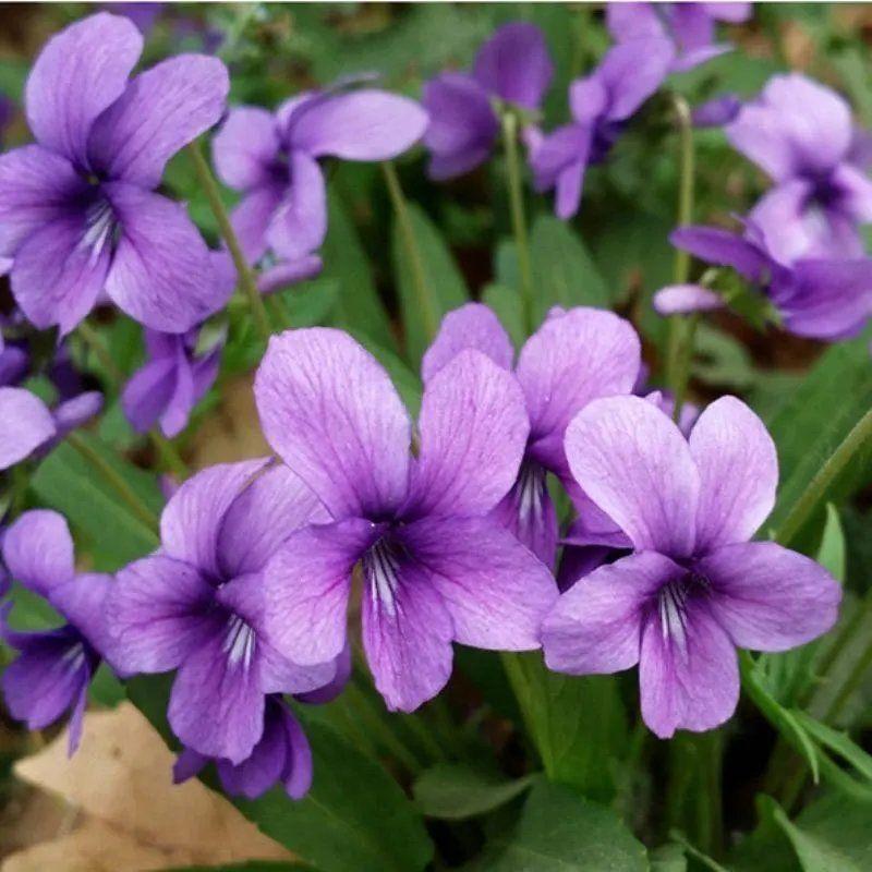 紫花地丁花种子多年生矮生易活花种子阳台庭院绿化工程花种子