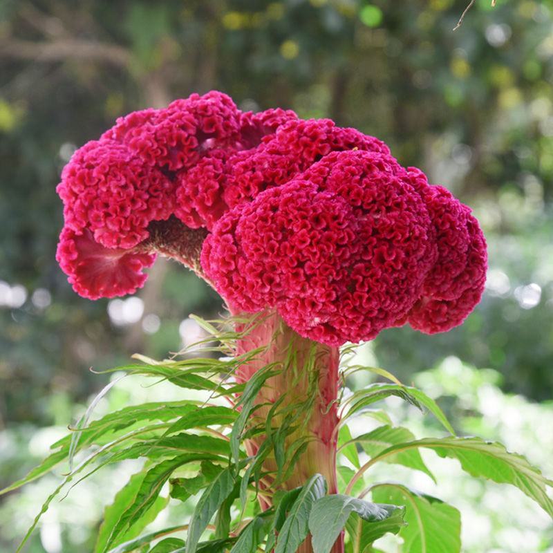 鸡冠花种子，四季种易活冠状鸡冠花种子羽状鸡冠花绿化景花种