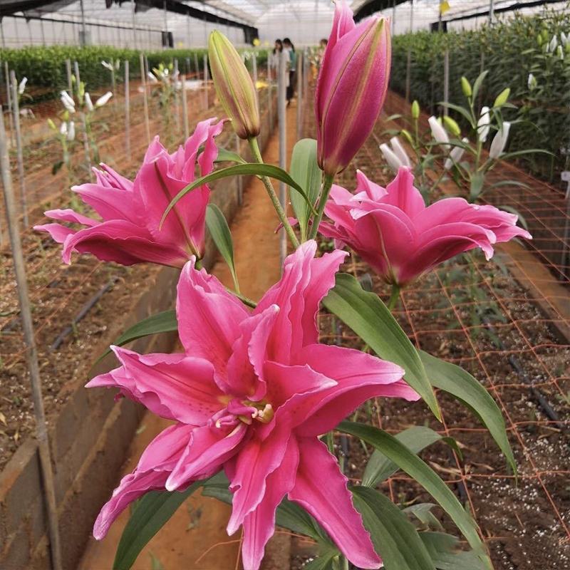 荷兰香水百合种球带芽绿植盆栽花卉种子室内外阳台种植白色鲜