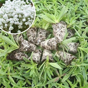 满天星小苗重瓣伊洛斯组培苗星空白花店客厅阳台趣味盆栽花卉
