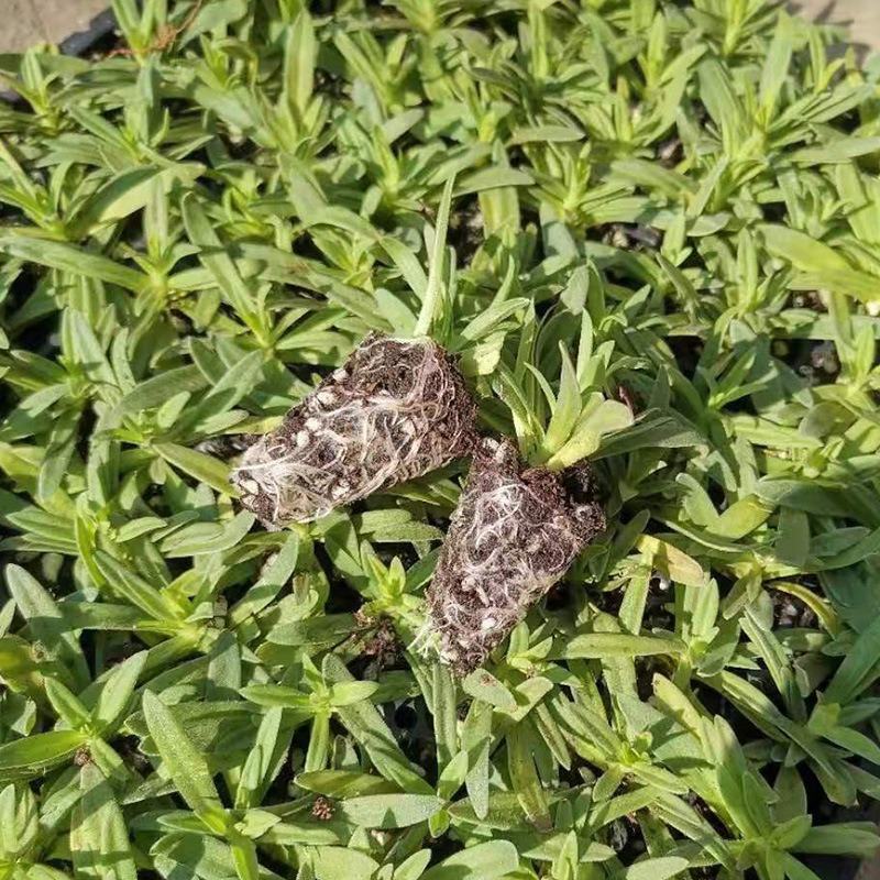 满天星小苗重瓣伊洛斯组培苗星空白花店客厅阳台趣味盆栽花卉