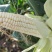 928玉米/上虞