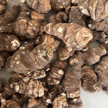 重楼华重楼。七叶一枝花重楼质量有保证量大从优。