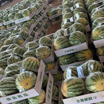 山西运城夏县二茬甜蜜蜜夏宝西瓜