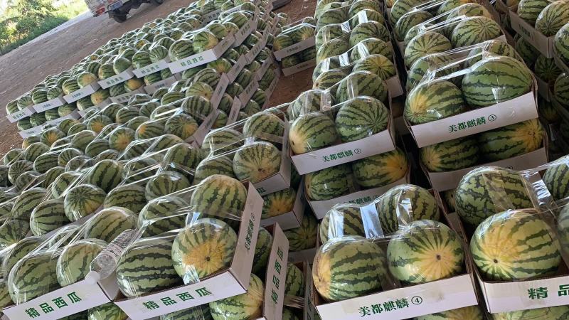 山西运城夏县二茬甜蜜蜜夏宝西瓜