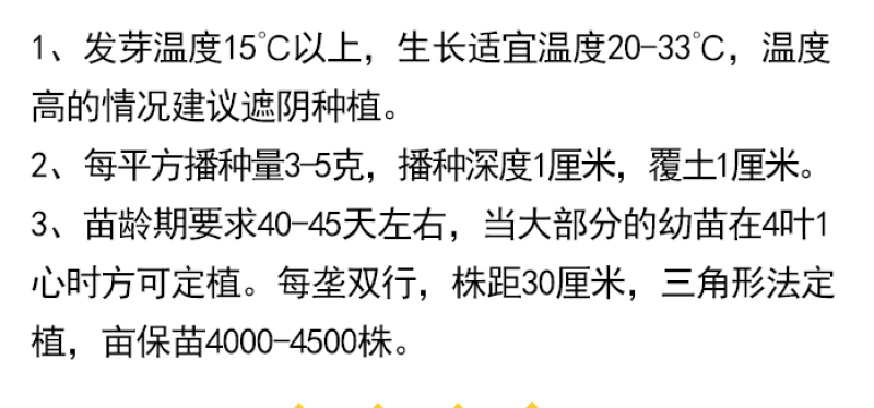 耐寒蛇目菊种子菊花种子庭院户外路边景观绿化种籽