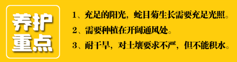 耐寒蛇目菊种子菊花种子庭院户外路边景观绿化种籽