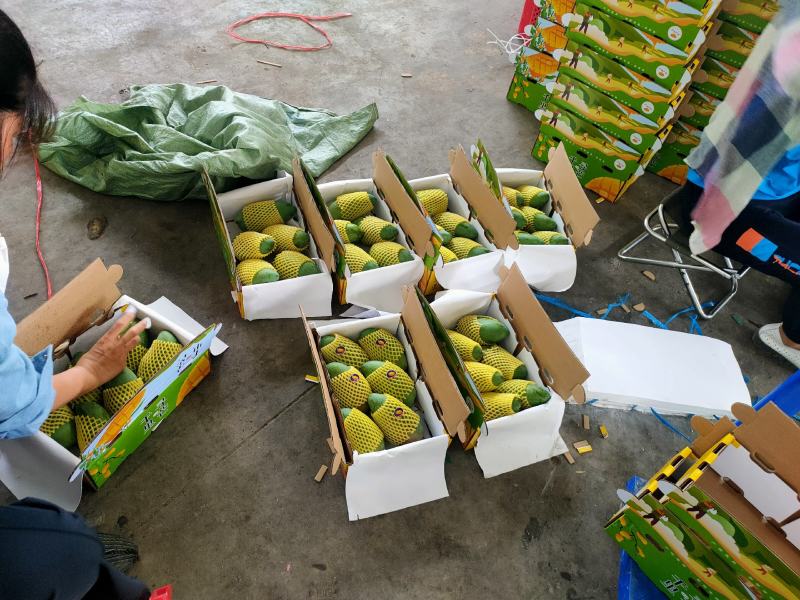 金煌芒果承接落地配一件代发社区团购