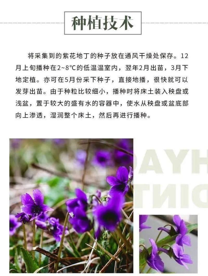 紫花地丁花种子多年生矮生易活花种子阳台庭院绿化工程花种子