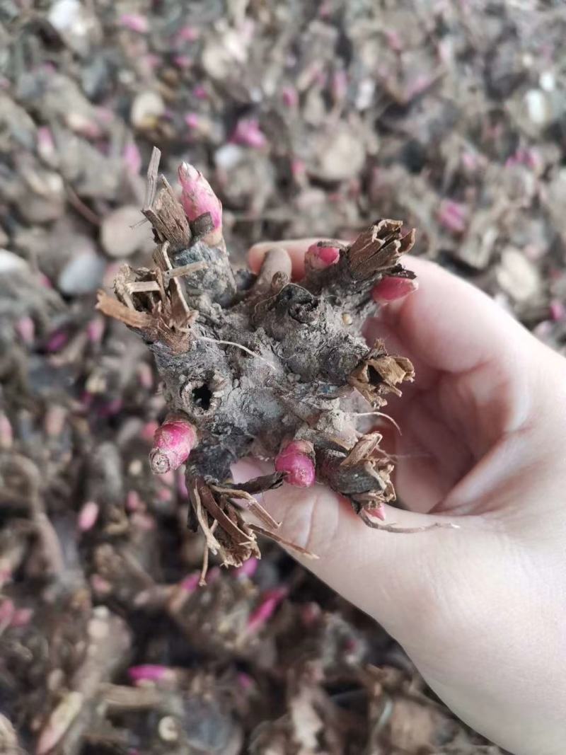 白芍芽头，芍药苗，