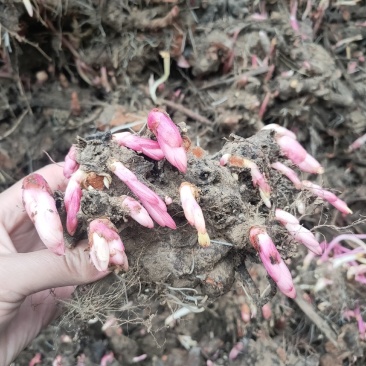 白芍芽头，芍药苗，