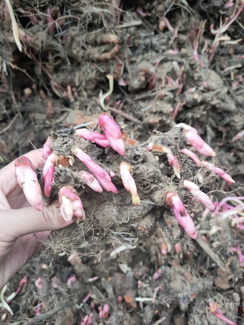 白芍芽头，芍药苗，