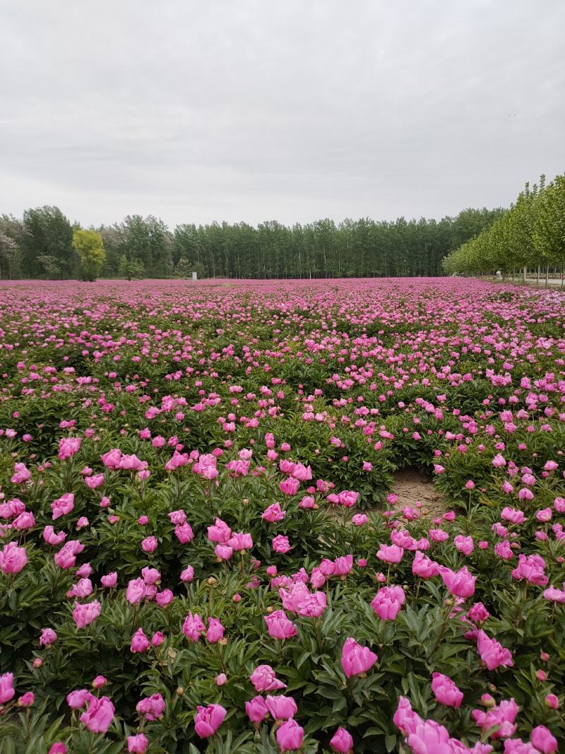 白芍芽头，芍药苗，