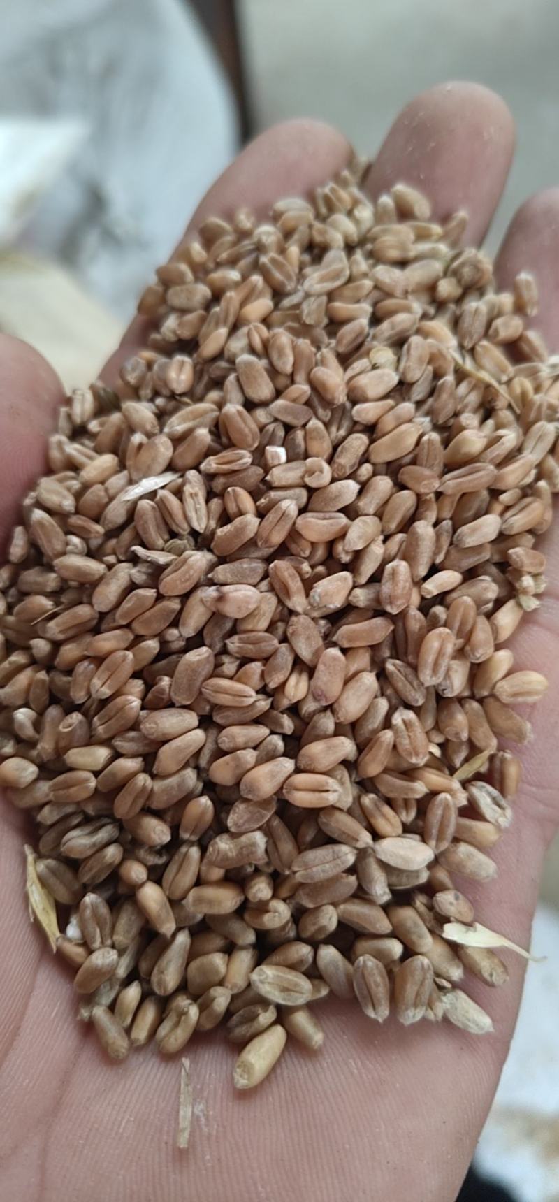 浙江小麦10000吨