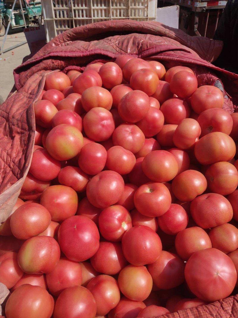 西红柿山东费县硬粉西红柿图片产地直发货量充足欢迎联系
