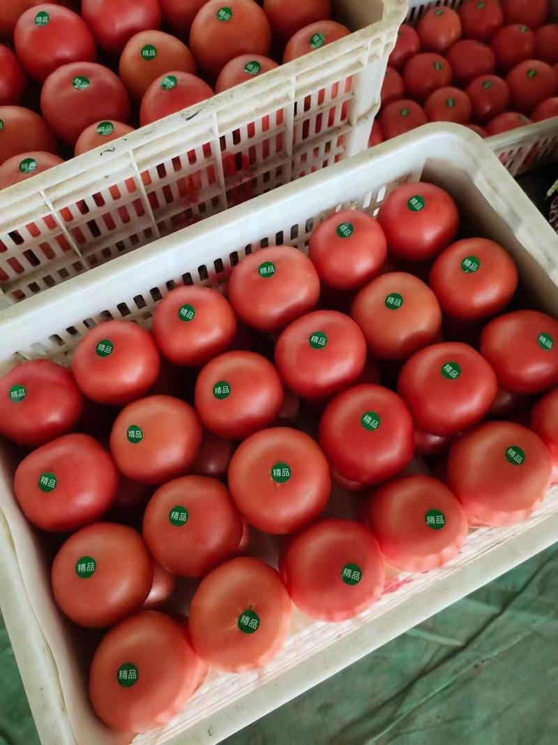 西红柿山东费县硬粉西红柿图片产地直发货量充足欢迎联系
