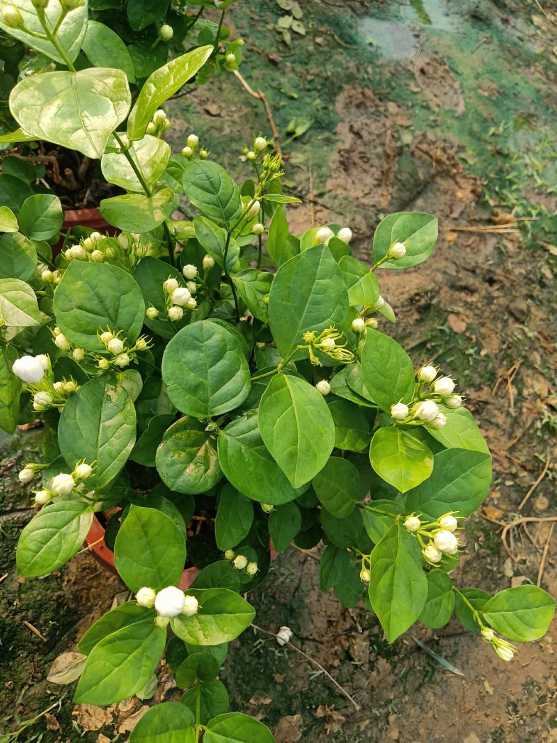 茉莉花，花多根系好价格优，发财老板快来