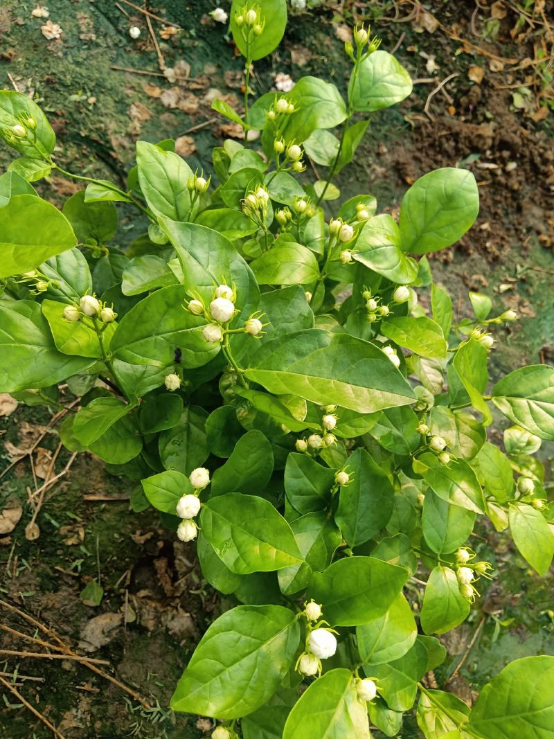茉莉花，花多根系好价格优，发财老板快来