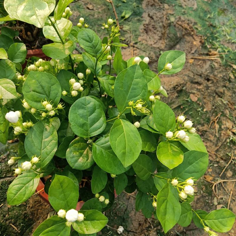 茉莉花，花多根系好价格优，发财老板快来