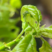 耕耘人啶虫脒杀虫剂蓟马专用药月季茄子蔬菜花卉果树套装