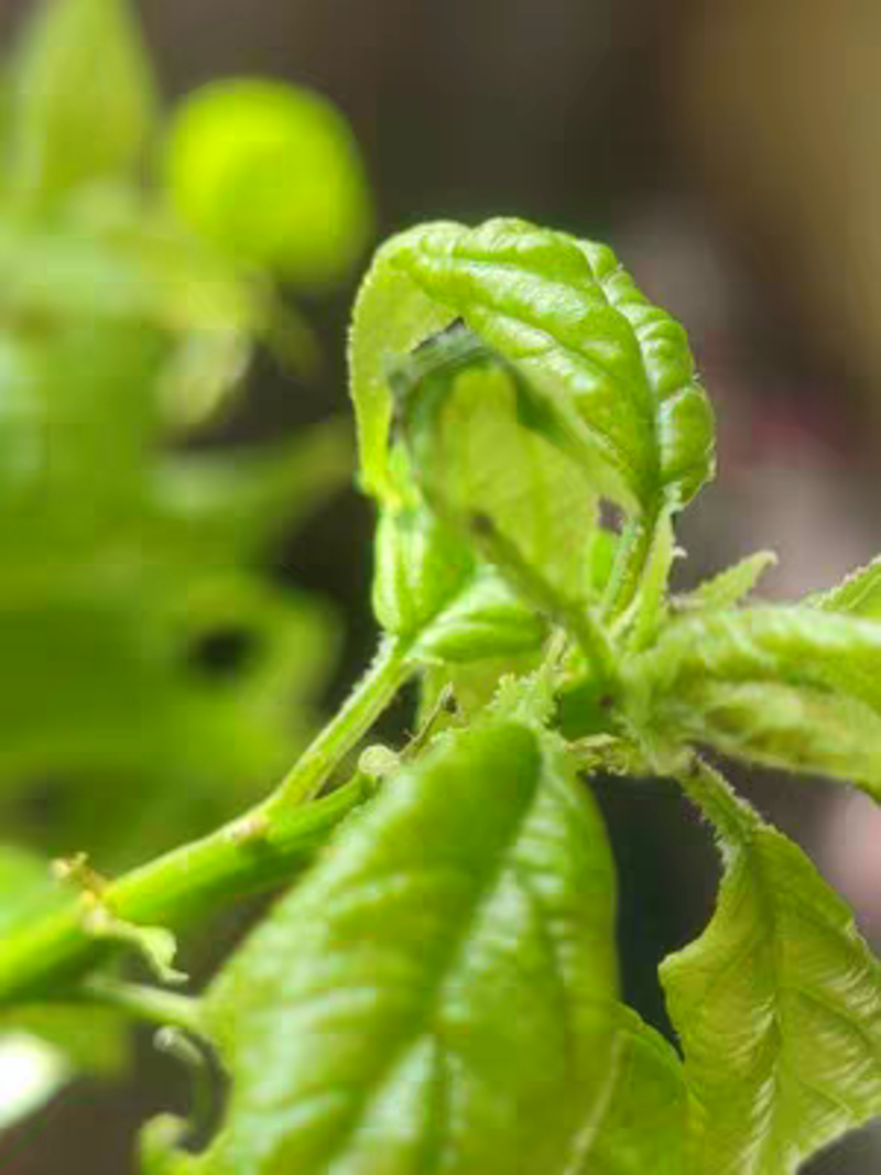 耕耘人啶虫脒杀虫剂蓟马专用药月季茄子蔬菜花卉果树套装