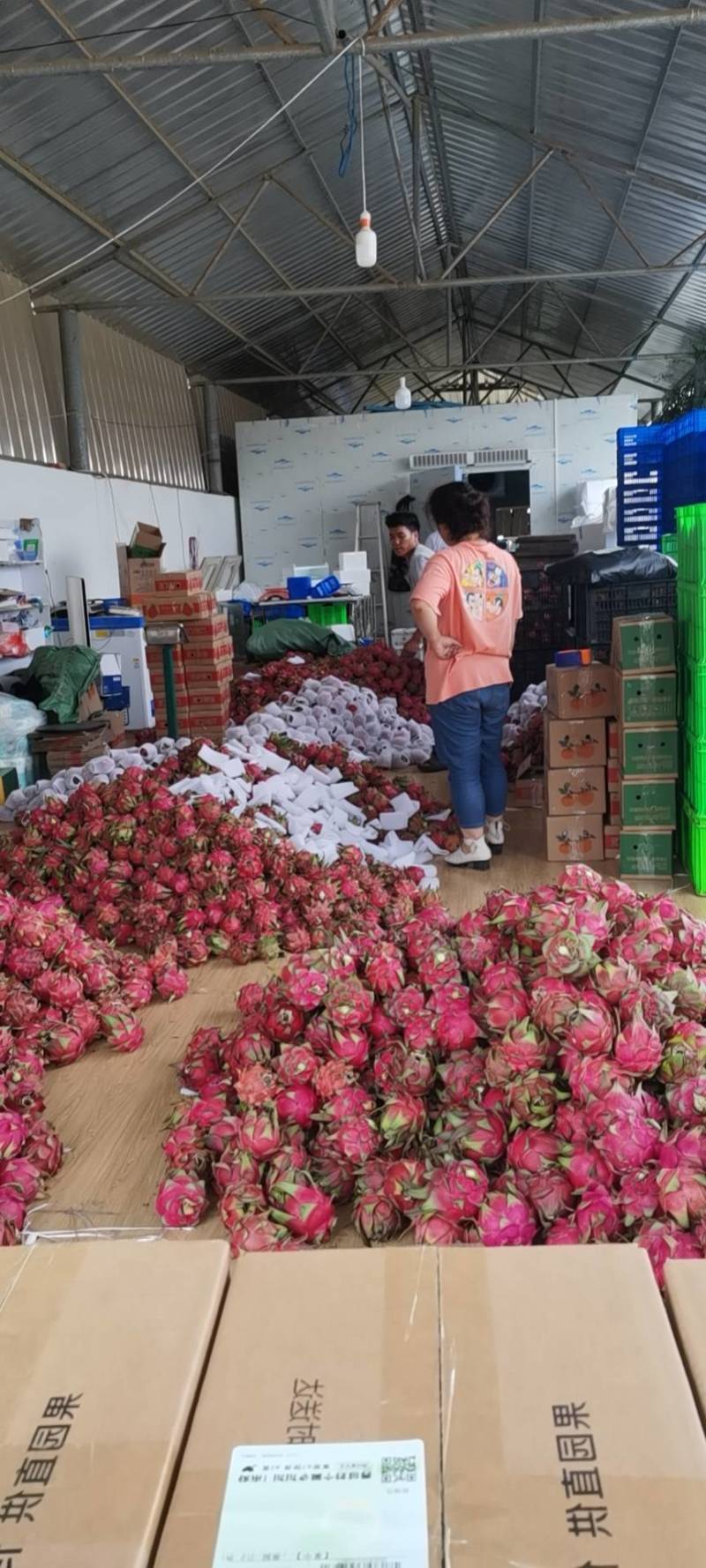 火龙果，石屏火龙果，走市场，一件代发