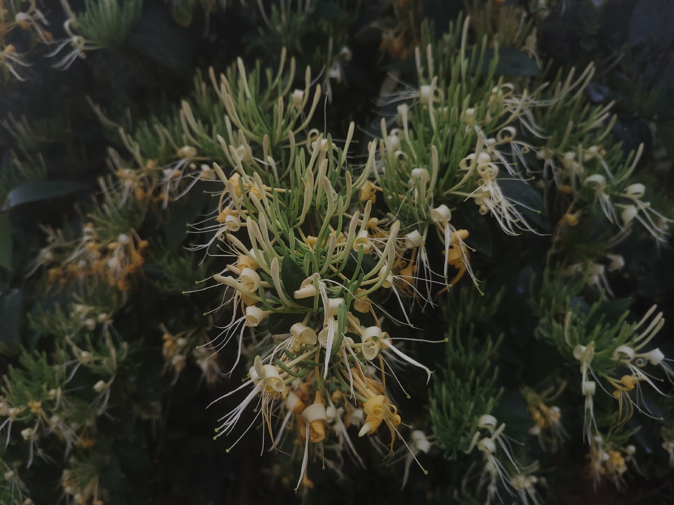 雏菊特写，白色花瓣与黄色花心