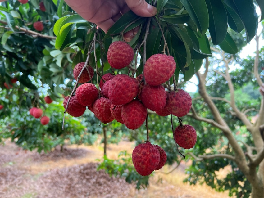 仙进奉荔枝成熟果实挂满枝头