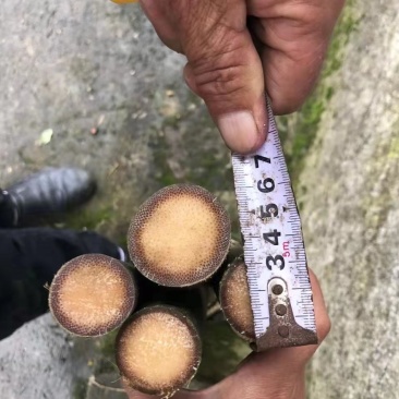 实心竹，全实心