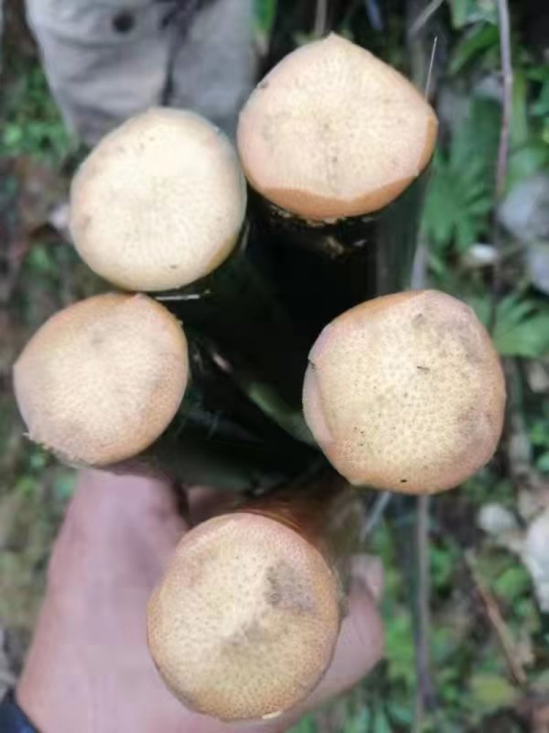 实心竹，全实心