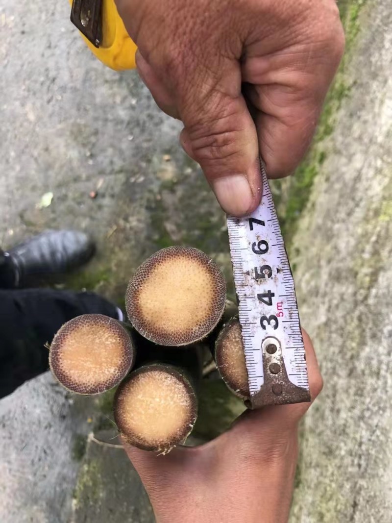 实心竹，全实心