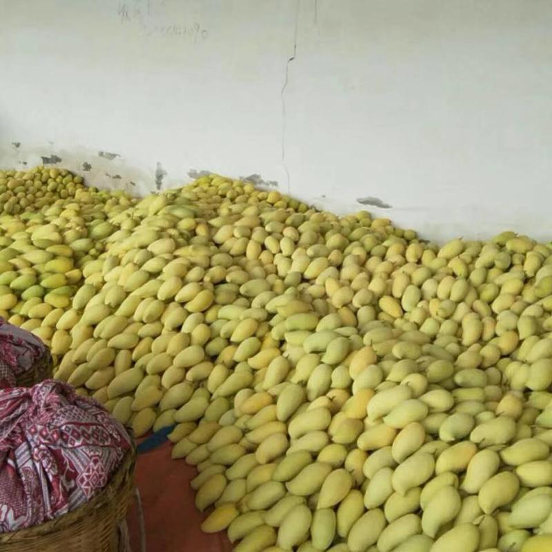 本地芒果大量上市，金黄，鹰嘴，价格两块到5块多单斤