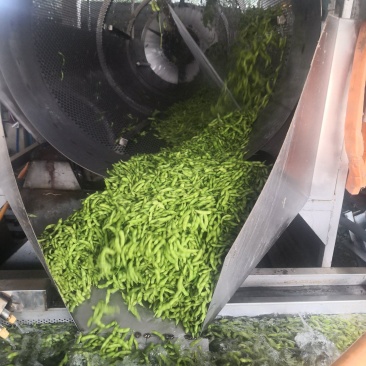 22年产地直发新茬毛豆，质量嘎嘎好，量大优先！