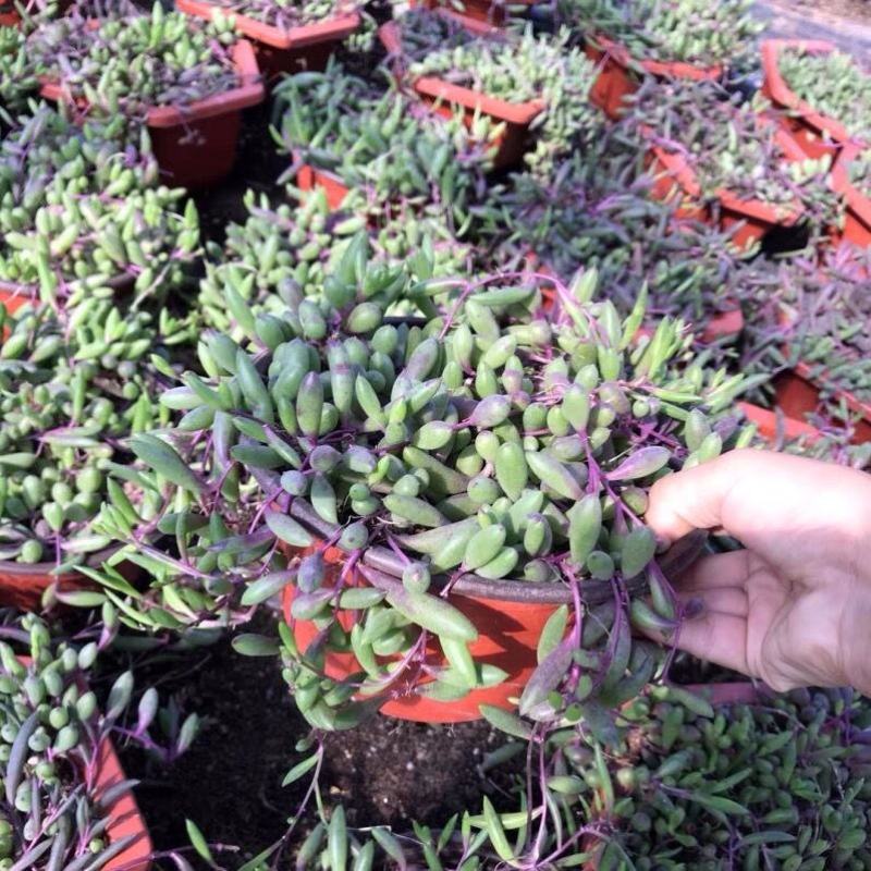 紫玄月多肉佛珠带盆栽好吊兰多肉新手好养植物肉肉防辐射