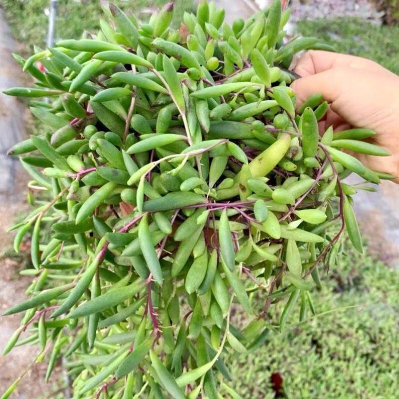 紫玄月多肉佛珠带盆栽好吊兰多肉新手好养植物肉肉防辐射