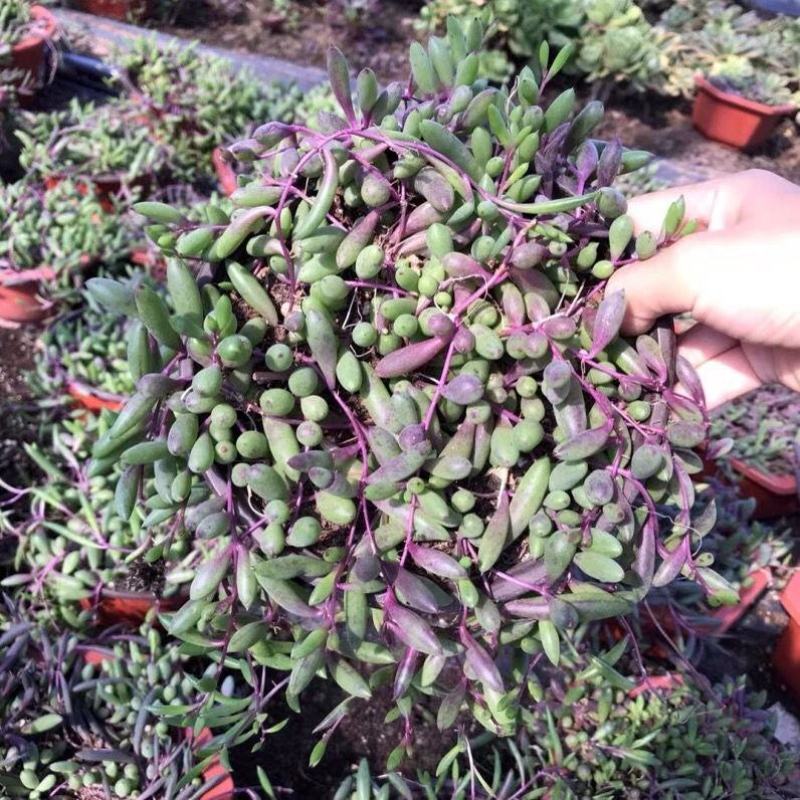 紫玄月多肉佛珠带盆栽好吊兰多肉新手好养植物肉肉防辐射