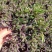 紫玄月多肉佛珠带盆栽好吊兰多肉新手好养植物肉肉防辐射