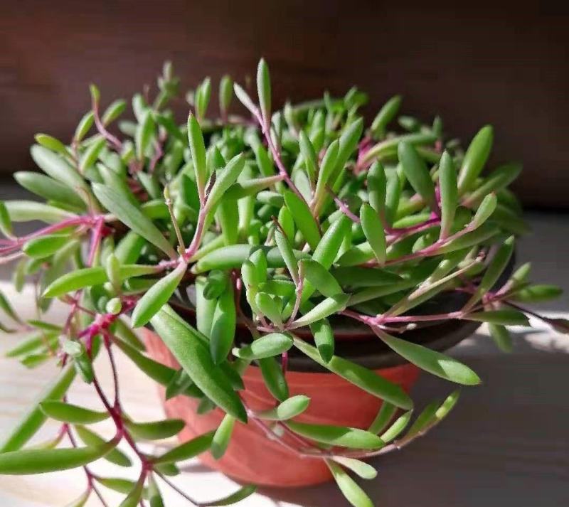 紫玄月多肉佛珠带盆栽好吊兰多肉新手好养植物肉肉防辐射