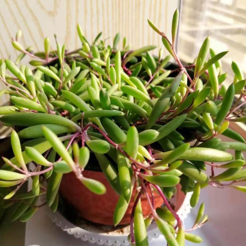 紫玄月多肉佛珠带盆栽好吊兰多肉新手好养植物肉肉防辐射