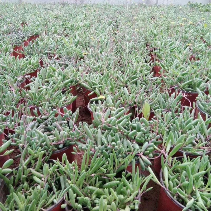 紫玄月多肉佛珠带盆栽好吊兰多肉新手好养植物肉肉防辐射