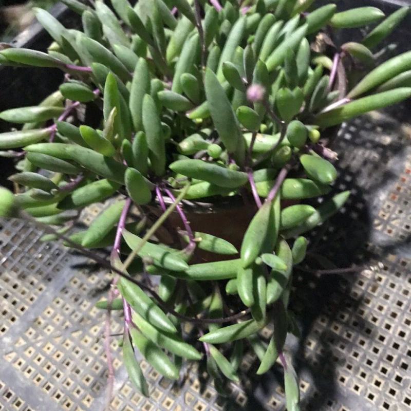 紫玄月多肉佛珠带盆栽好吊兰多肉新手好养植物肉肉防辐射