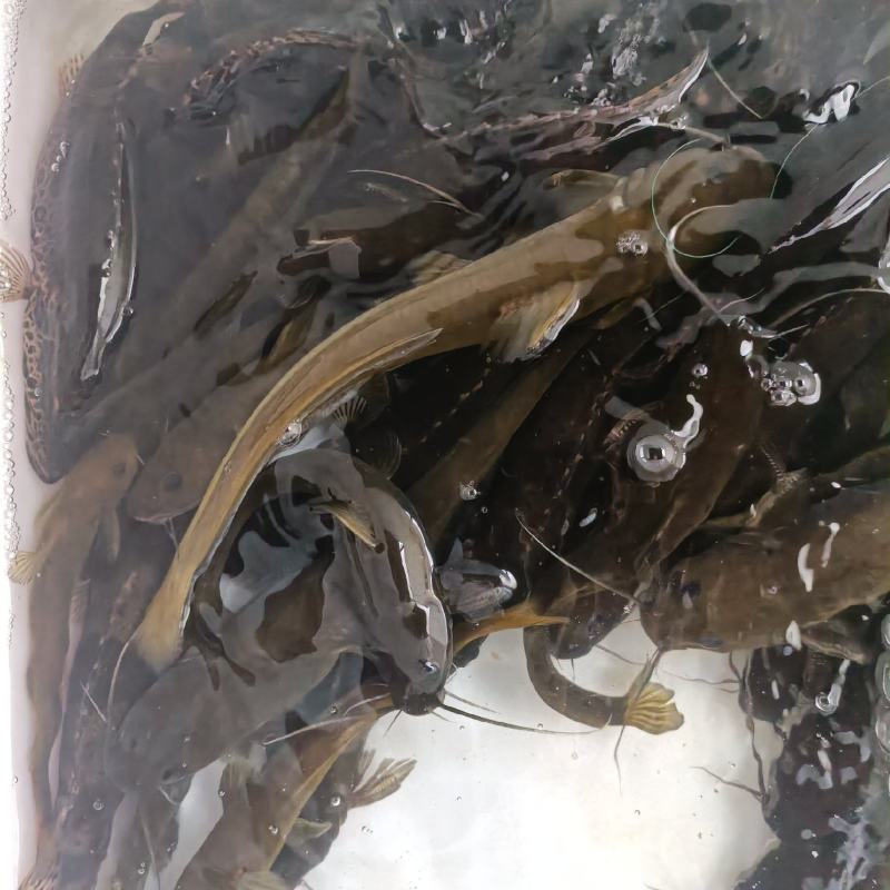 生态石扁头，还有各类生态鱼，鳜鱼，黄辣丁，棒棒鱼，欢迎各