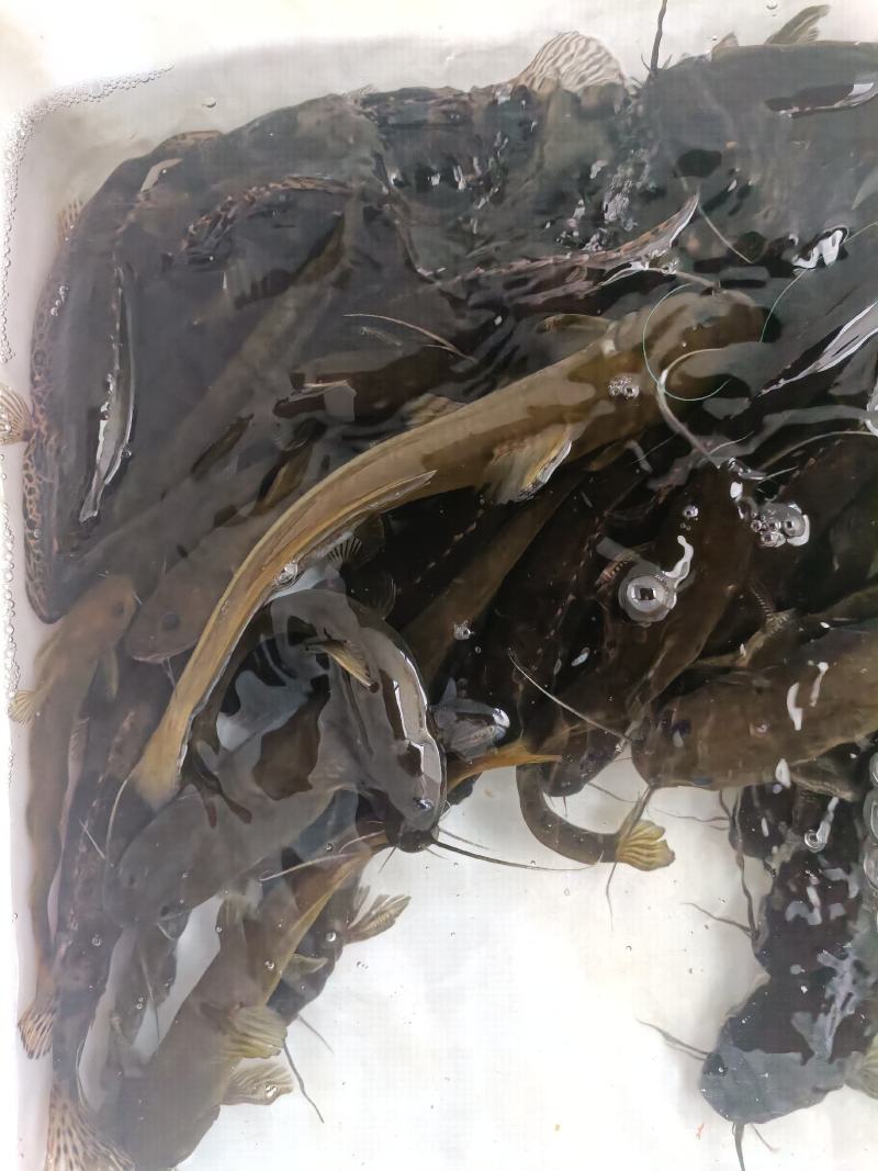 生态石扁头，还有各类生态鱼，鳜鱼，黄辣丁，棒棒鱼，欢迎各